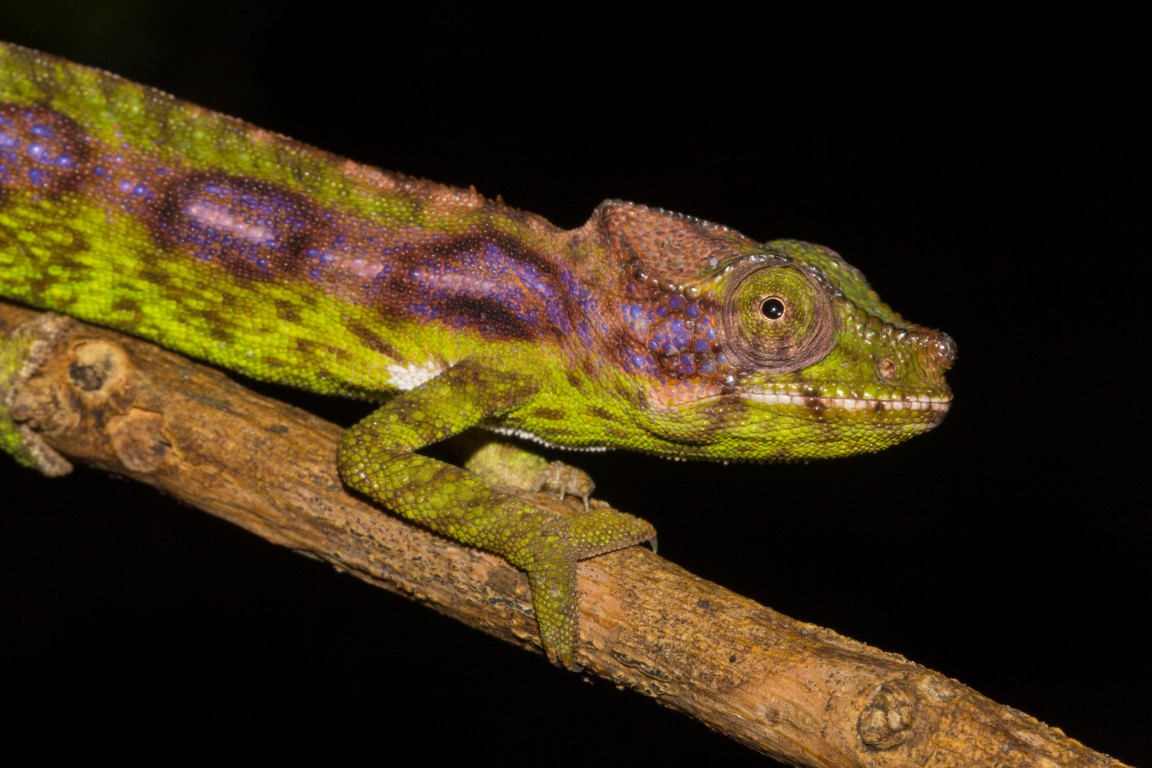 Das seltenste Chamäleon der Welt – Madagaskar – Paradies für