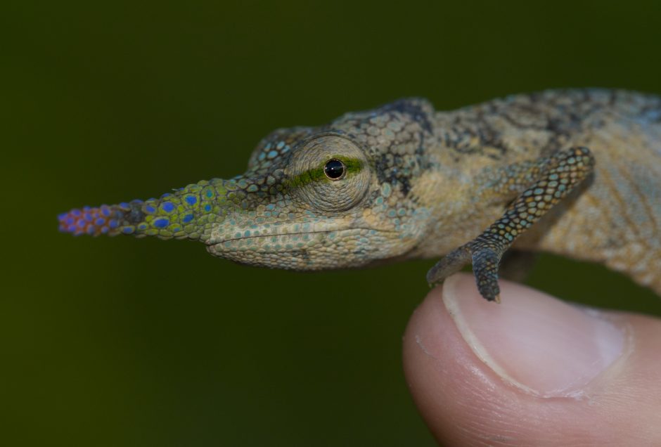 Calumma gallus