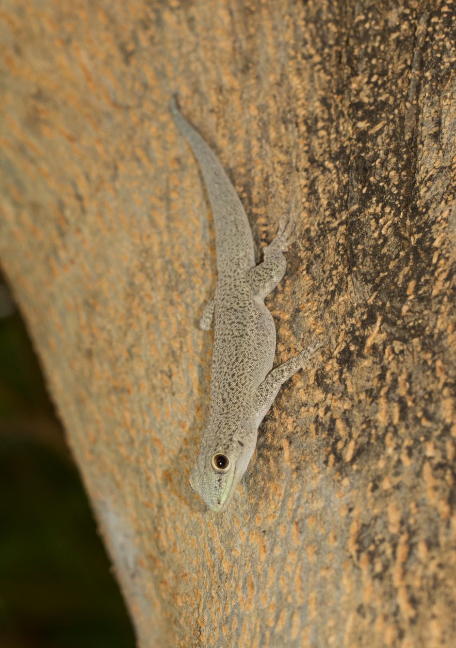 Phelsuma mutabilis