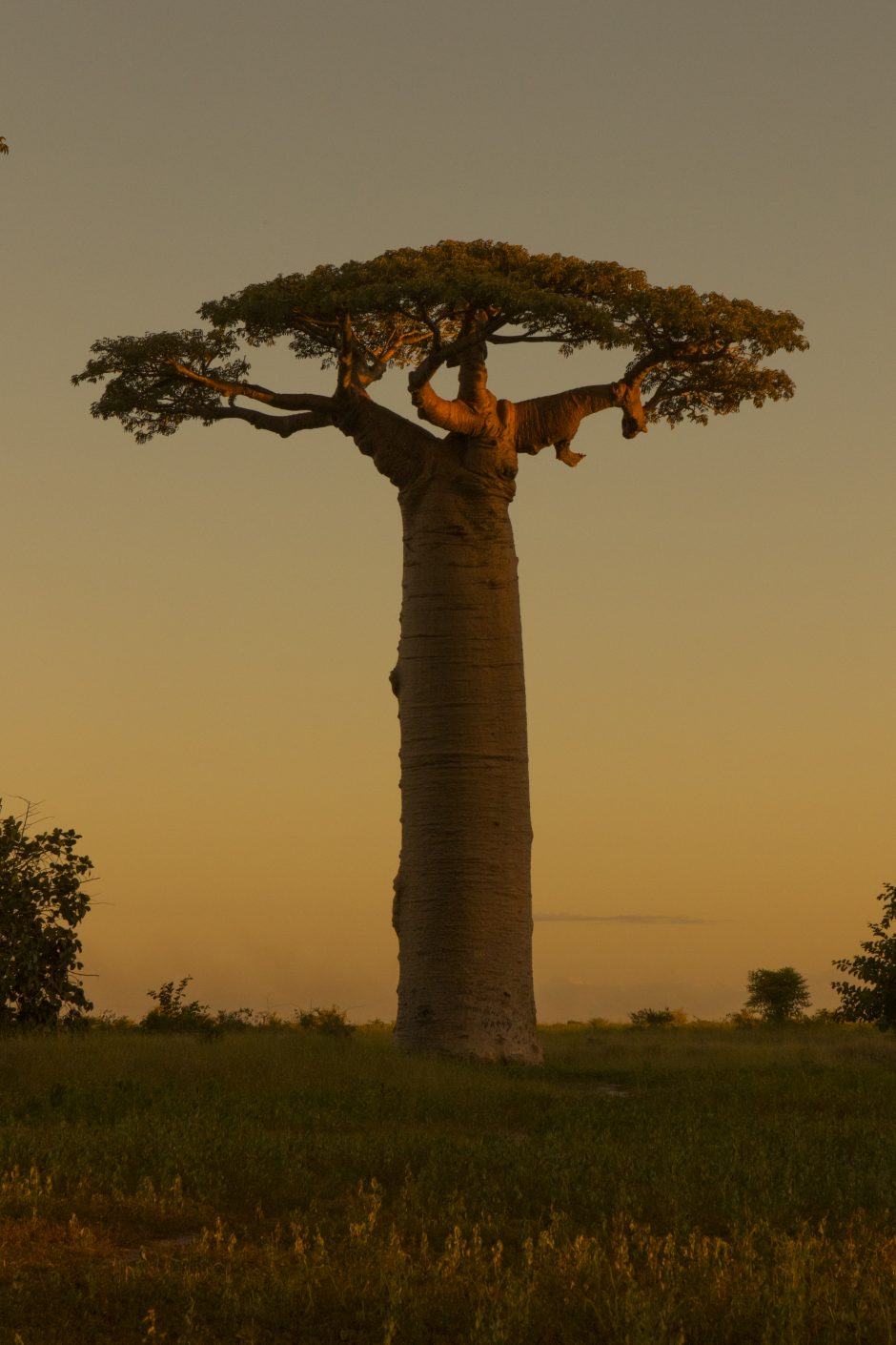 Baobab-Allee